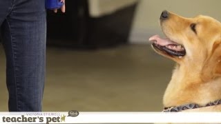Taking Treats Gently