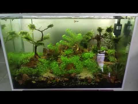 aQuaScape PemangkaT