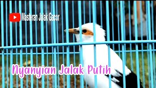 Download lagu Pancingan Jalak Putih Jantan gacor Full Isian Tembakan Bikin Semua Jenis Jalak Pasti Nyaut mp3 Download lagu Pancingan Jalak Putih Jantan gacor Full Isian Tembakan Bikin Semua Jenis Jalak Pasti Nyaut mp3