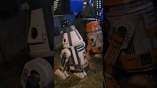 Download lagu May the Fourth Wookie Cookie review. #starwars #hollywoodstudios #waltdisneyworld mp3