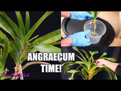 Angraecum Orchids - Keiki separation, crown rot recovery & more!
