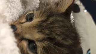 ネコ保護しました