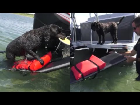 Dog Boat Ramp - Easy In And Out for the Finn Dog