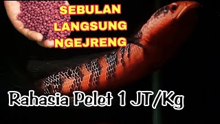 Download lagu 🔥 BIKIN PELET CHANNA MARU 100% HEMAT! Hasilnya SEBULAN LANGSUNG NGEJRENG! 🐟✨ mp3 Download lagu 🔥 BIKIN PELET CHANNA MARU 100% HEMAT! Hasilnya SEBULAN LANGSUNG NGEJRENG! 🐟✨ mp3