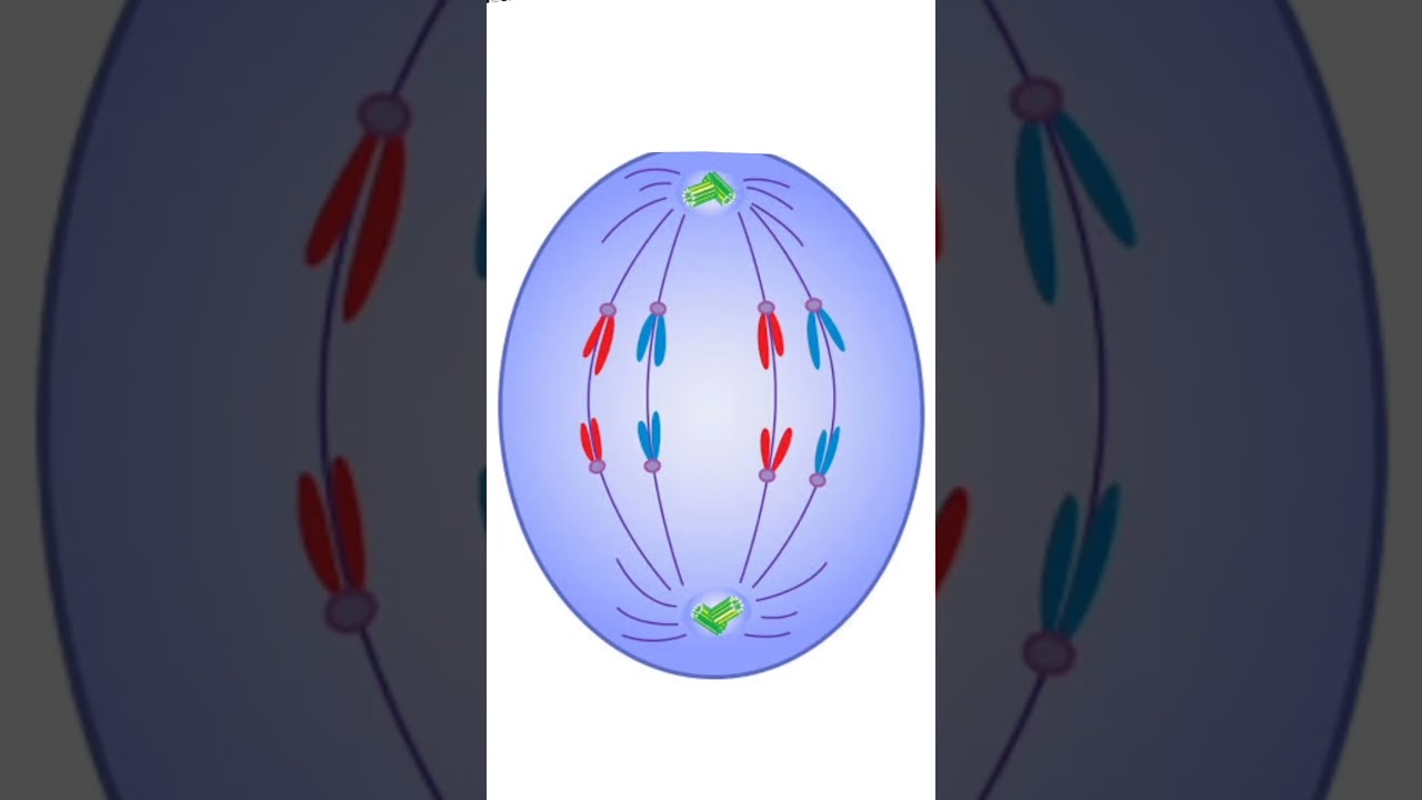 Prophase Metaphase Anaphase Telophase | Cell Cycle Cell Division | Class 11 #ncert #biology #neet