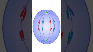 Prophase Metaphase Anaphase Telophase | Cell Cycle Cell Division | Class 11 #ncert #biology #neet