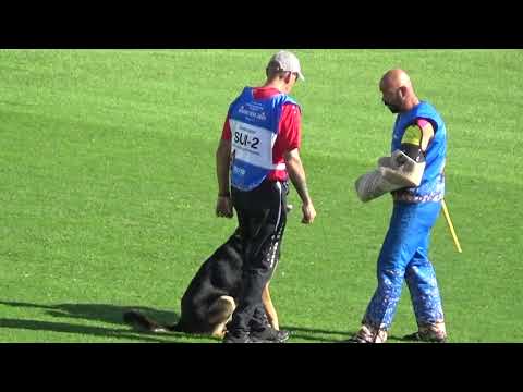 2019 WUSV IGP WM in Modena 87 SUI‐2 JUERG BERGER  DUSTY VOM GRAUEN INDIANER M C70