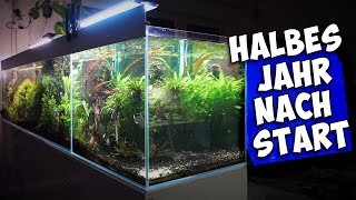 MEIN 600L AQUARIUM NACH 6 MONATEN | XXL AQUASCAPE | Aqua Update
