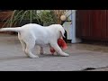 Labrador Retriever dogs for sale: Sally - Video 1