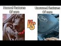 Normal Features Of Car Vs Unowned Features Of Car Funny Memes