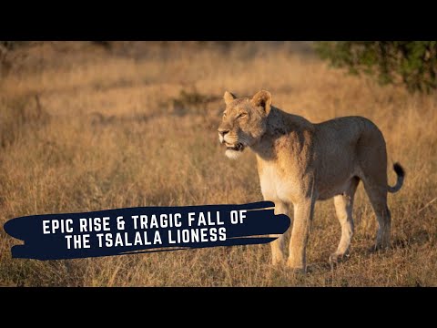 THE RISE AND FALL OF THE TSALALA QUEEN - SABI SANDS GAME RESERVE