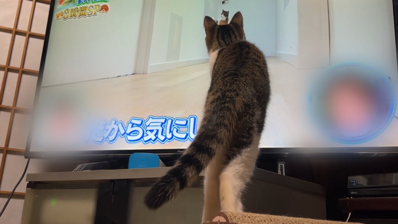 テレビの猫にびっくり⁉️追いかけちゃうテンくん😹