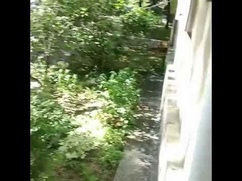 (hit) oyche doniz chce skrecic papierosa