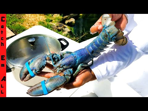 download lagu mp3 mp4 Blue Lobster, download lagu Blue Lobster gratis, unduh video klip Blue Lobster