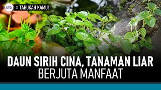 Download lagu Manfaat Daun Sirih Cina, Atasi Rambut Rontok Hingga Nyeri Sendi? | Hidup Sehat tvOne mp3 Download lagu Manfaat Daun Sirih Cina, Atasi Rambut Rontok Hingga Nyeri Sendi? | Hidup Sehat tvOne mp3