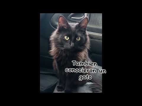 OSO, OSHI Y EL GATO