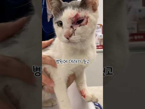 눈이 아픈 고양이를 위해 집사가 한 일