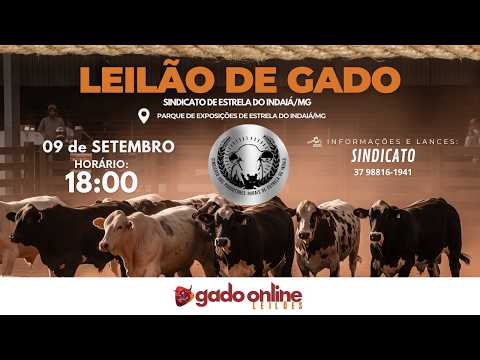 ⭐ 79º LEILÃO MISTO  SINDICATO DOS PRODUTORES RURAIS DE ESTRELA DO INDAIÁ/MG