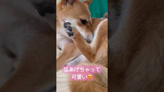 まるで猫みたいな豆柴 #shibainu #柴犬 #cute #犬のいる暮らし #猫犬