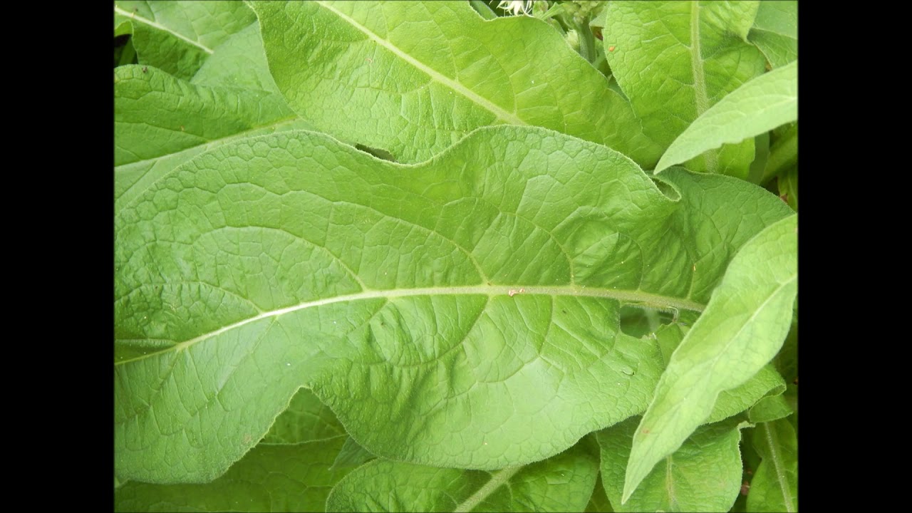 Wonder Herb Comfrey (Symphytum officinale) Bone Healing and More