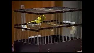 Download lagu Kontes Kenari Rusia Suara Unik dan Keren mp3 Download lagu Kontes Kenari Rusia Suara Unik dan Keren mp3