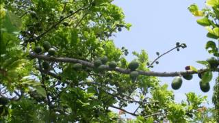 VI Medley featuring a heap a V.I. Reggae Artist