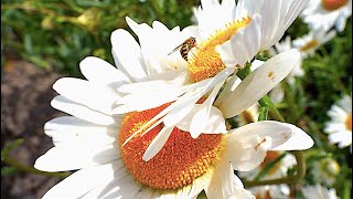 Jeju Island the Hawaii of South Korea🧜‍♀🌼top things to do🌼farming🌾flower🐟unique food🐟travel guide