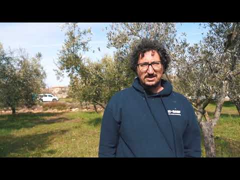 Tečaj rezidbe maslina - Međunarodni razvojni centar