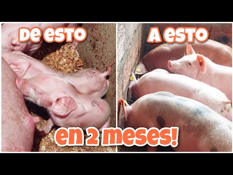 , title : 'Cuidados y ALIMENTACION de LECHONES y precebos 🐽🐷🐽🐷 tips para un crecimiento rápido'