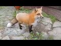 Top 5 Foxes