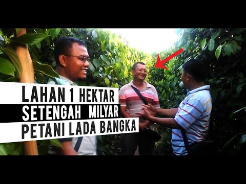 Cara menurunkan berat badan dalam seminggu atau kurang Pil Aloe dan pelangsing