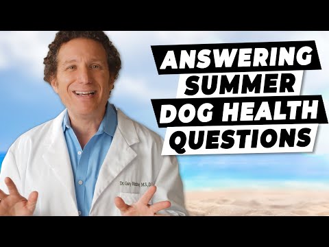 How To Keep Your Dog Safe (And Cool) This Summer | Ask A Vet