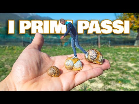 Per iniziare - 10 passi da seguire, uno dietro l'altro, per realizzare un allevamento di chiocciole!