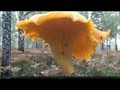 Гиганская лисичка, огромный рыжик настоящий грузь волнушка Huge mushroom chanterelleм ...