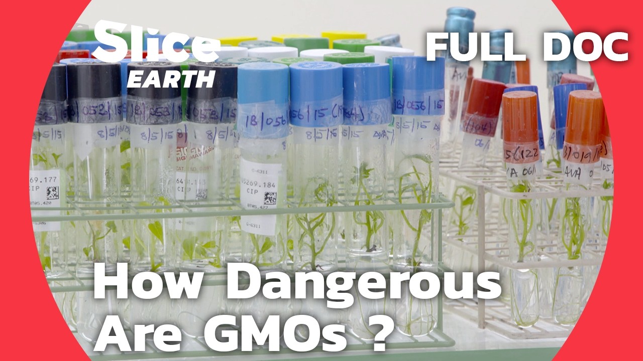 GMOs:  Breakthrough in Agriculture or  A Menace to Our Health? | SLICE EARTH | FULL DOCUMENTARY