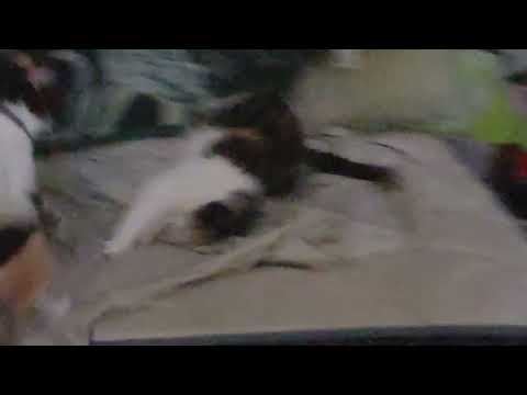 Rare Nari vs Xinling Reimu moment