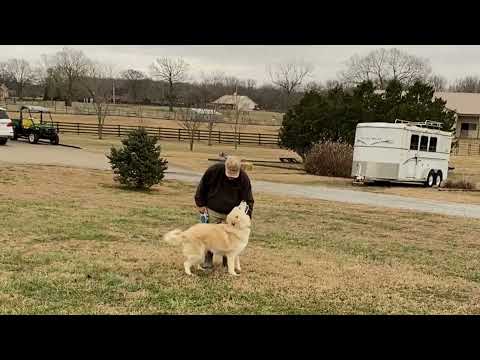 Connecticut Fosters Needed!, an adoptable Great Pyrenees in Hartford, CT_image-1