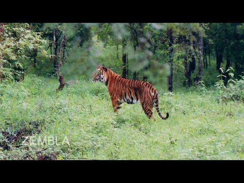 Victim of WWF (World Wildlife Fund)