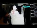 Boo Hoo The Cat Bites And Bats At Computer Screen