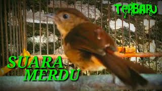 Download lagu Pilihan  Terbaik FLAMBOYAN GACOR  ngebren rapat terbaru 2022 //Suara Merdu mp3