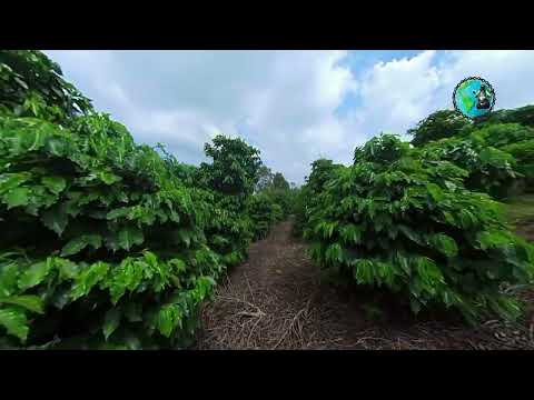 O que fazer em RIBEIRÃO CLARO no PARANÁ. Neste tem 3 dicas TOP.
