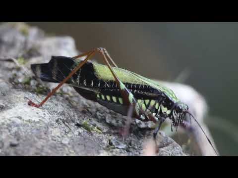 CASCADA SALTO LA CHORRERA (VENECIA CUNDINAMARCA)