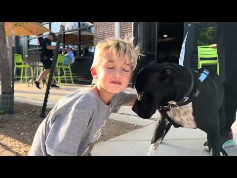 Diamond Ark the dog park girl, an adoptable Pit Bull Terrier & Boxer Mix in Richmond, VA_image-1