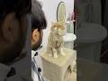 Billu Ne Kiya High Profile Case Solve Billucat Catcomedy Cat Sajidcat Petlover Comedy