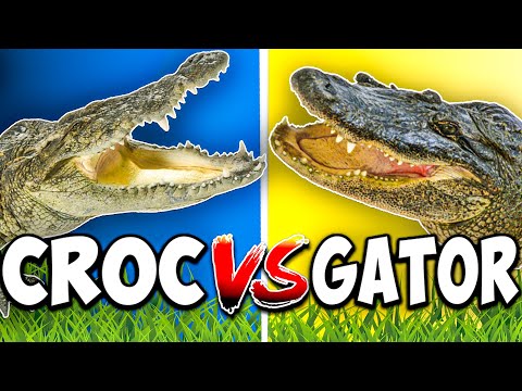 Alligator vs Crocodile: What's The Difference?