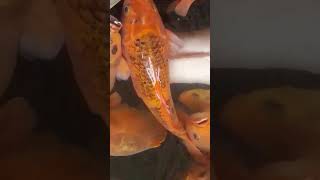 Download lagu ikan dalam kolam #short #shorts mp3