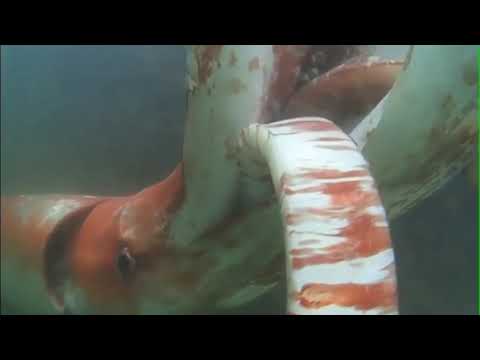 A Giant Squid Encounter