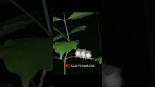 Download lagu CATCHING PRENJAK BIRDS AT NIGHT mp3
