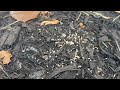 Pavement Ants Hide Underneath Rodent Bait Station in Highlands, NJ
