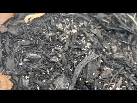 Pavement Ants Hide Underneath Rodent Bait Station in Highlands, NJ
